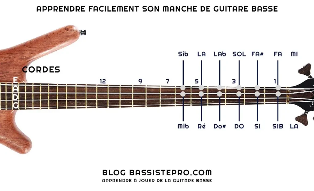 Débuter la basse : notes et manche